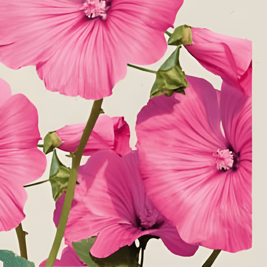 Organic Lavatera Seeds Lavatera Trimestris Pink Red Flowers