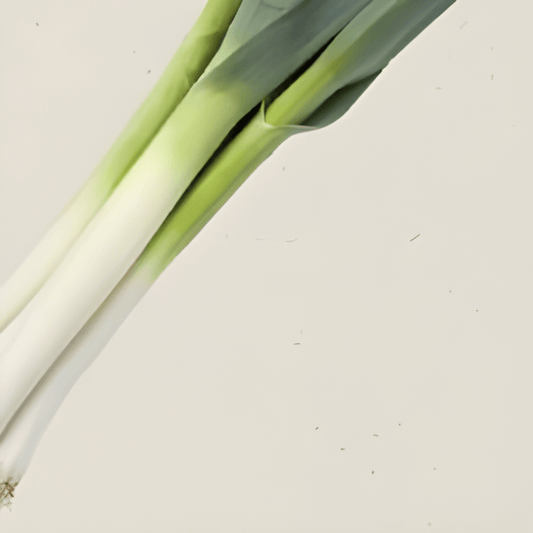 Organic Leek De Carentan 2 Seeds Allium Porrum Autumn Variety