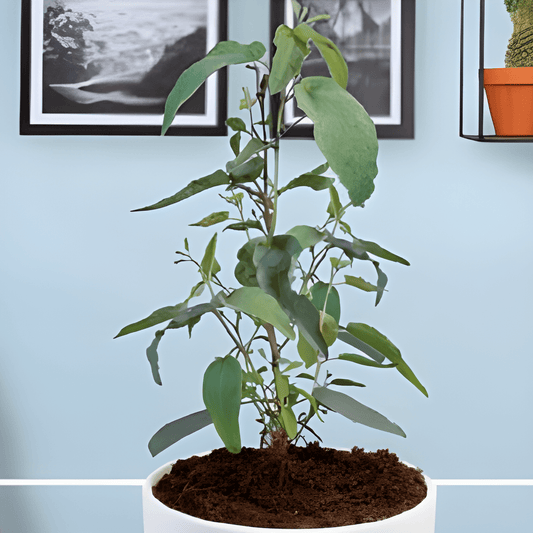 Houseplant Eucalyptus Seeds Eucalyptus Citriodora Lemon Bush