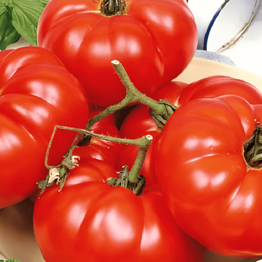 Beefsteak Tomato Seeds Solanum Lycopersicum Marmande Variety