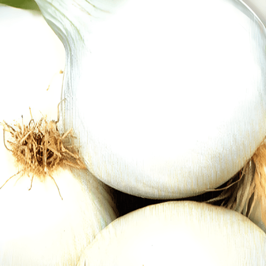 Round White Onions Seeds Allium Cepa L. Sweet Aromatic