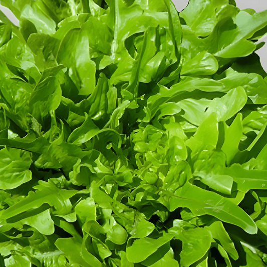 Butterhead Lettuce Seeds Lactuca Sativa L Large Serrated Leaves