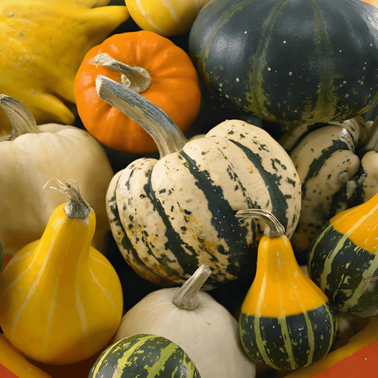 Ornamental Gourds Cucurbita Pepo Seeds Large And Small Fruit