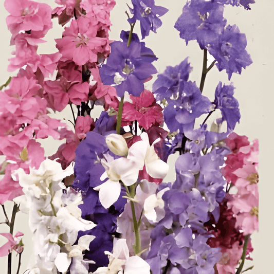 Organic Delphinium Seeds Delphinium Consolida Larkspur Imperial