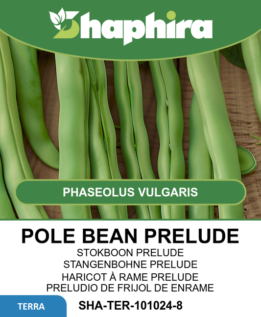 Pole Beans Seeds Phaseolus Vulgaris Prelude Early Tender Pods