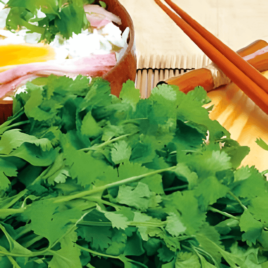 Coriander Seeds Coriandrum Sativum Culinary Herb Seeds