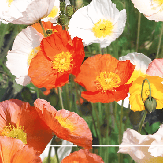 Icelandic Poppy Seeds Papaver Nudicaule Excelsior Mixed Variety