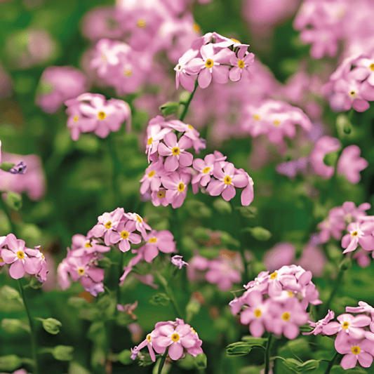 Forget-me-not Seeds Myosotis Alpestris Victoria Rose Pink Flowers
