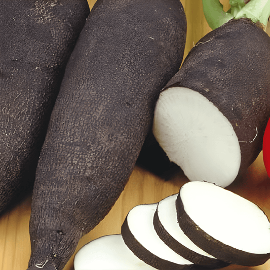 Daikon Radish Seeds Raphanus Sativus Subsp Niger Long Variety