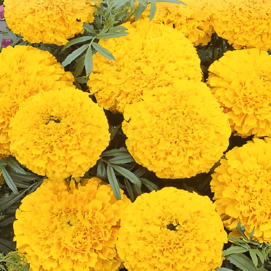 African Marigold Seeds Tagetes Erecta Golden Age Annual Flowers