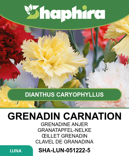 Grenadin Carnation Seeds Dianthus Caryophyllus Mixed Flowers