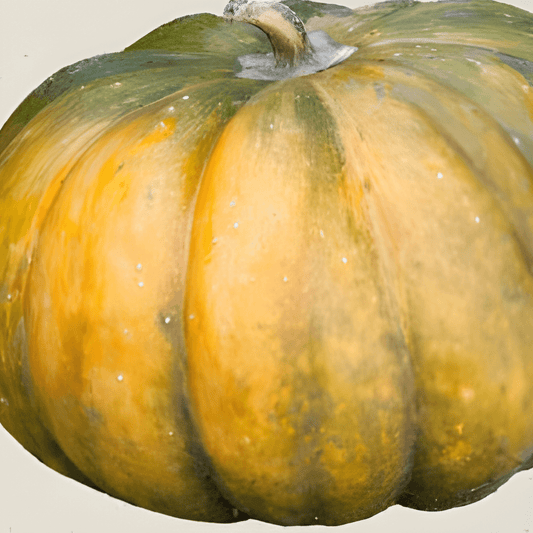 Organic Edible Pumpkin Seeds Cucurbita Moschata Musquée De Provence