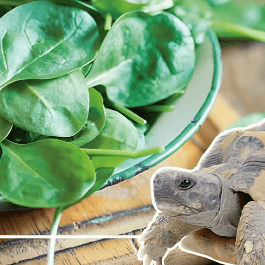 Spinach Seeds For Turtles Spinacia Oleracea Supplementary Feed