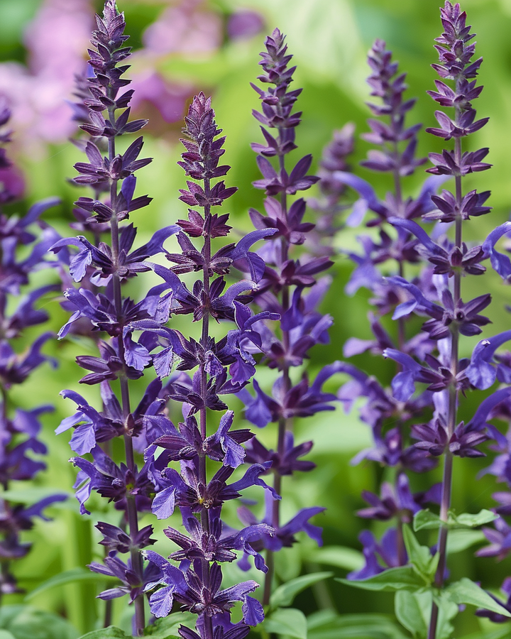 Salvia Nemorosa Bossalie Seeds Deep Purple Blue Flower Spikes