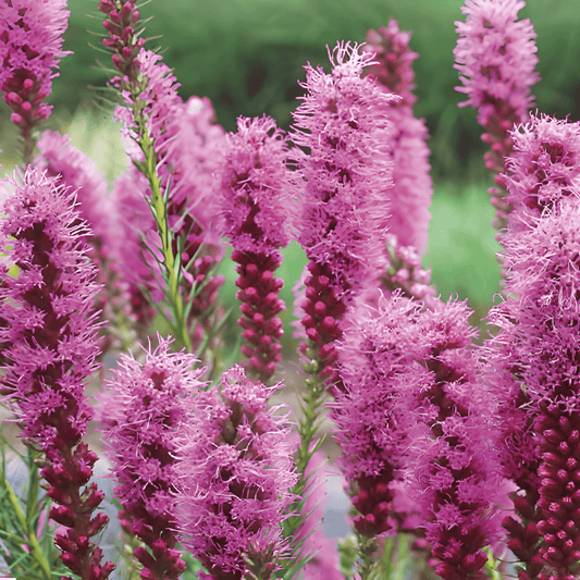 Liatris Spicata Liatris Seeds Purple Blazing Star Flowers