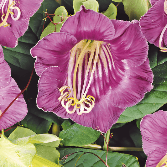 Cup-and-saucer Vine Seeds Cobaea Scandens Violet Blue Flowers