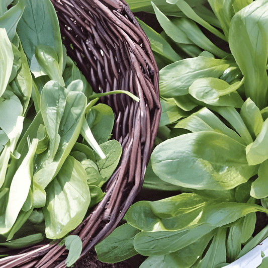 Corn Salad Seeds Large North Holland Valerianella Locusta