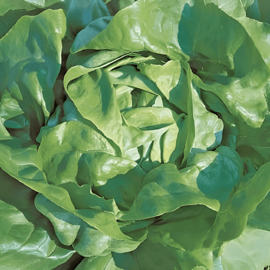 Lettuce Seeds Milan Lactuca Sativa Uniform Closed Head