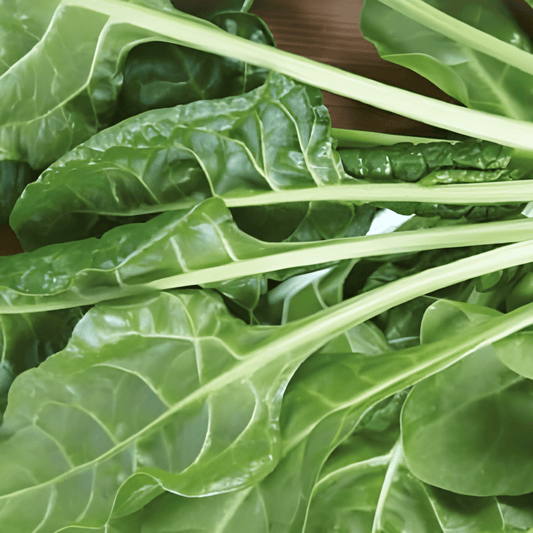 Swiss Chard Seeds Beta Vulgaris Common Green Vegetable Seeds