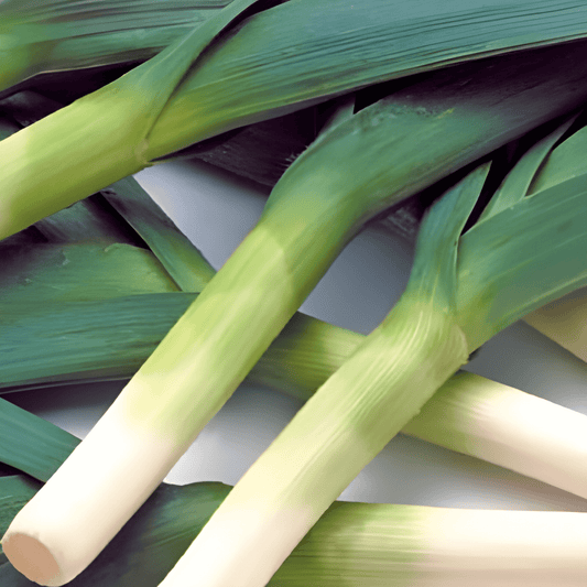 Leek Blue Green Winter Farinto Seeds Allium Porrum Winter Hardy