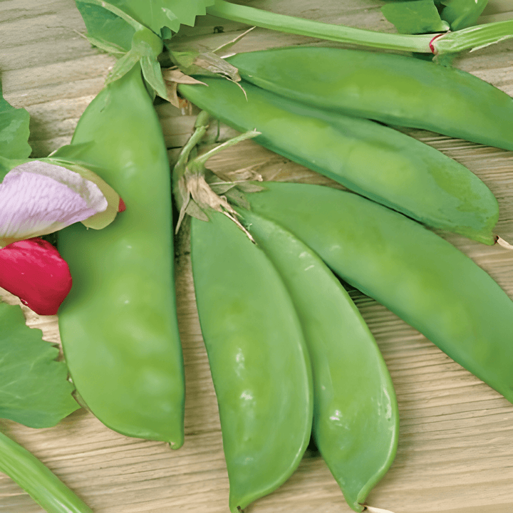 Gray Red-Flowering Peas Seeds Pisum Sativum High Yield Variety