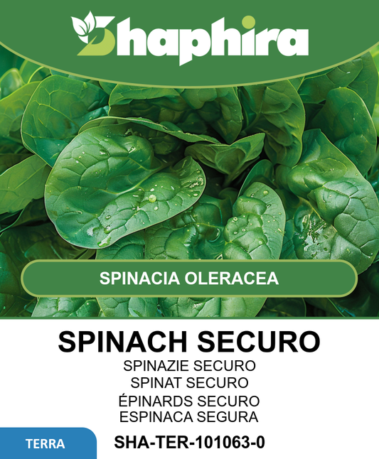 Spinach Securo Spinacia Oleracea Fast Growing Vegetable Seeds