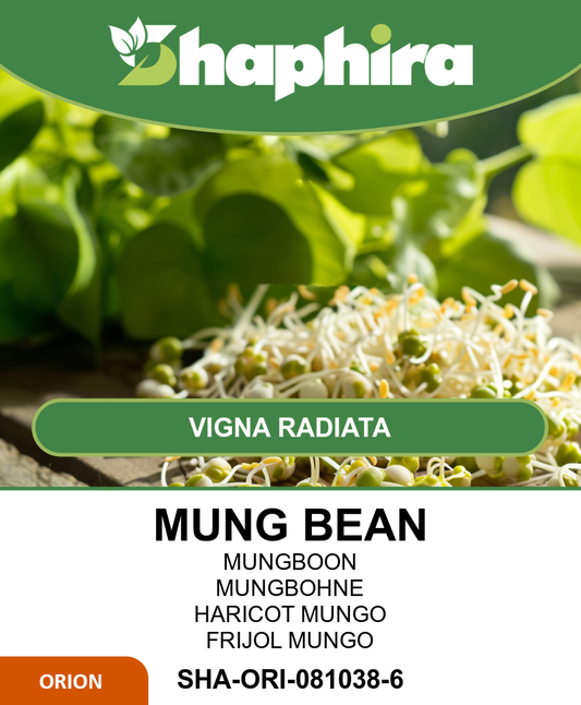 Sprouted Mung Beans Seeds Vigna Radiata Fresh Crunchy