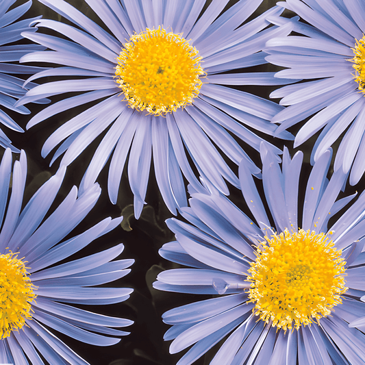 Alpine Aster Seeds Aster Alpinus Light Blue Flowers Perennial