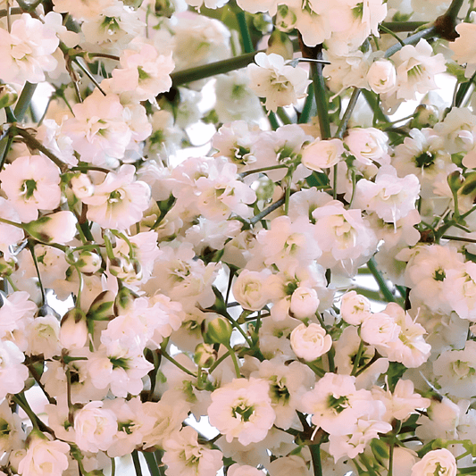 Gypsophila Elegans Pink Baby's Breath Flower Seeds