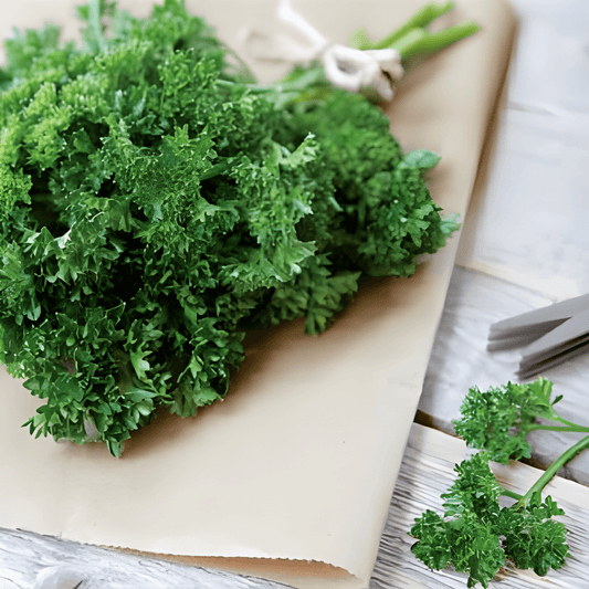Curly Dark Green Parsley Petroselinum Crispum Seeds
