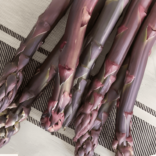 Purple Asparagus Albenga F1 Seeds Asparagus Officinalis Vegetable