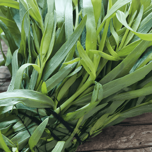 Tarragon Seeds Artemisia Dracunculus Culinary Herb Seeds