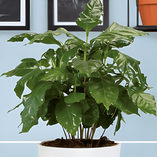 Coffea Arabica Nana Coffee Plant Seeds For Indoor Growing