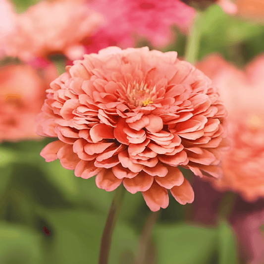 Zinnia Dahlia-flowered Eldorado Seeds Zinnia Elegans