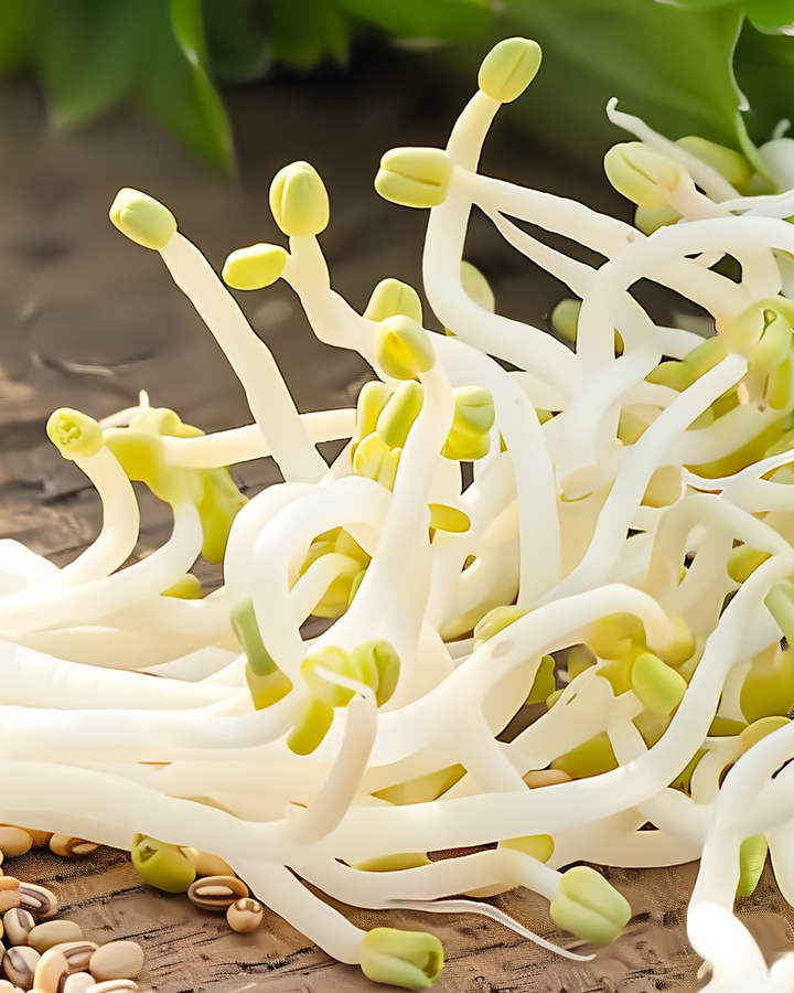 Sprouted Mung Bean Seeds Vigna Radiata For Fresh Crunchy Sprouts