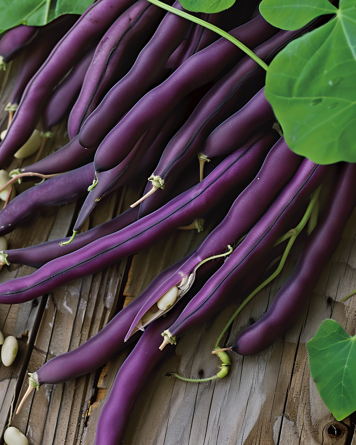 Purple Queen Pole Beans Seeds Phaseolus Vulgaris 100 Grams