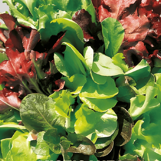 Mixed Salad Lettuce Seeds Lactuca Sativa L Colorful Lettuce Mix