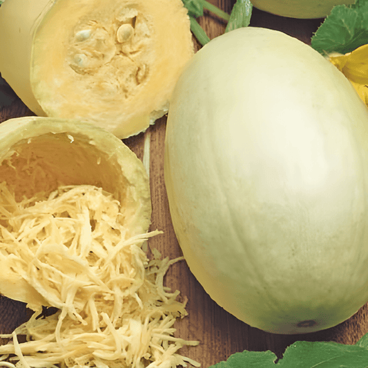 Spaghetti Squash Seeds Cucurbita Pepo Vegetable Spaghetti Squash