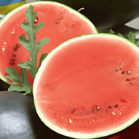 Watermelon Seeds Sugar Baby Citrullus Lanatus Compact Round Fruits