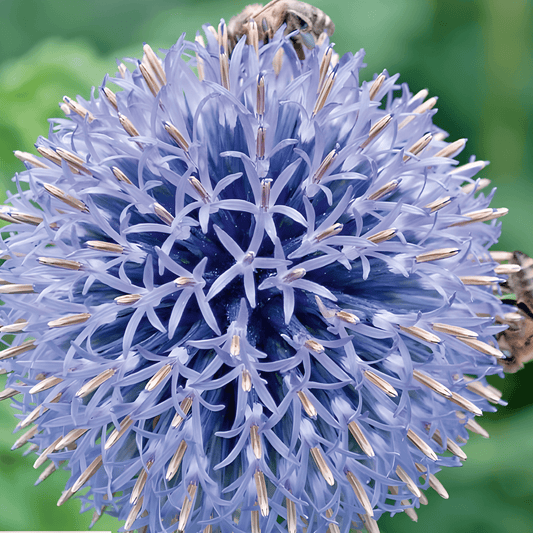 Globe Thistle Seeds Echinops Ritro Blue Flowering Perennial