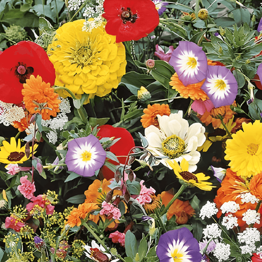 Japanese Flower Lawn Seeds Japanese Mixture Annual Variety