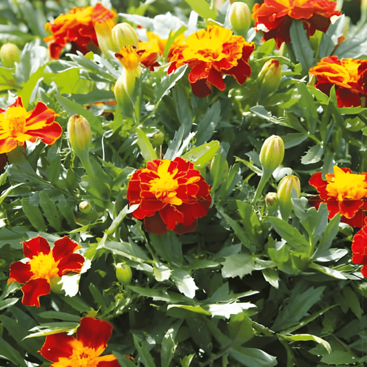 Dwarf African Marigold Seeds Tagetes Patula Nana Petite Harmony