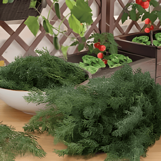 Dill Nano Seeds Anethum Graveolens Compact Herb Seeds