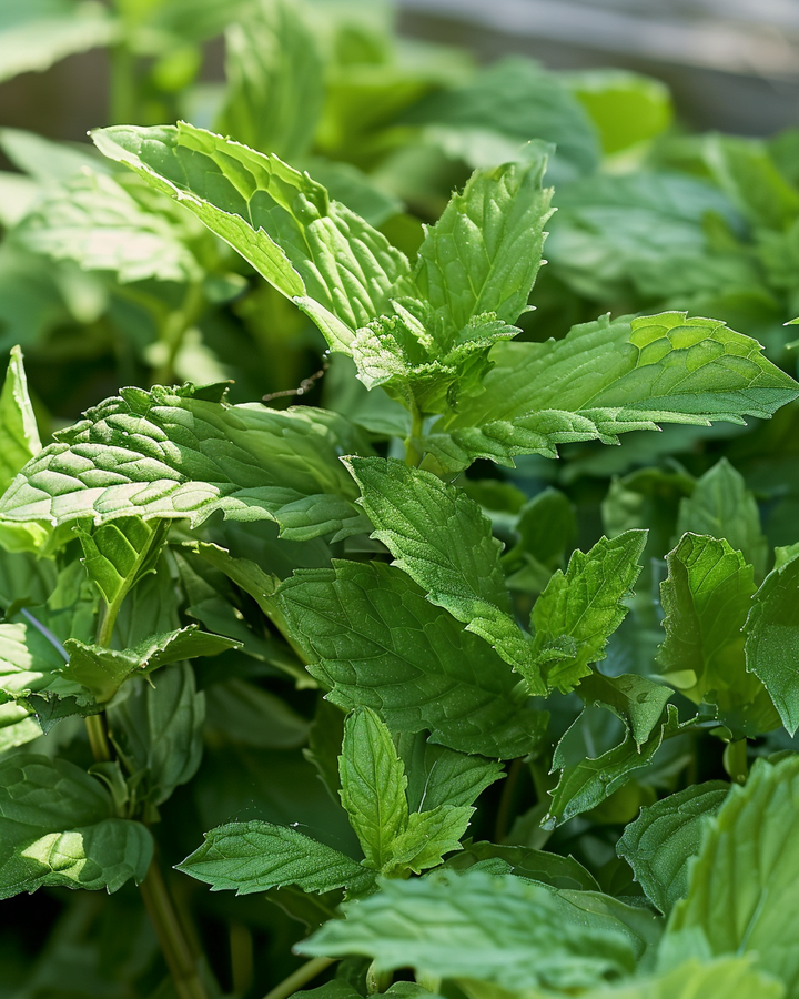 Spearmint Seeds Mentha Spicata Aromatic Herb For Cool Moist Locations