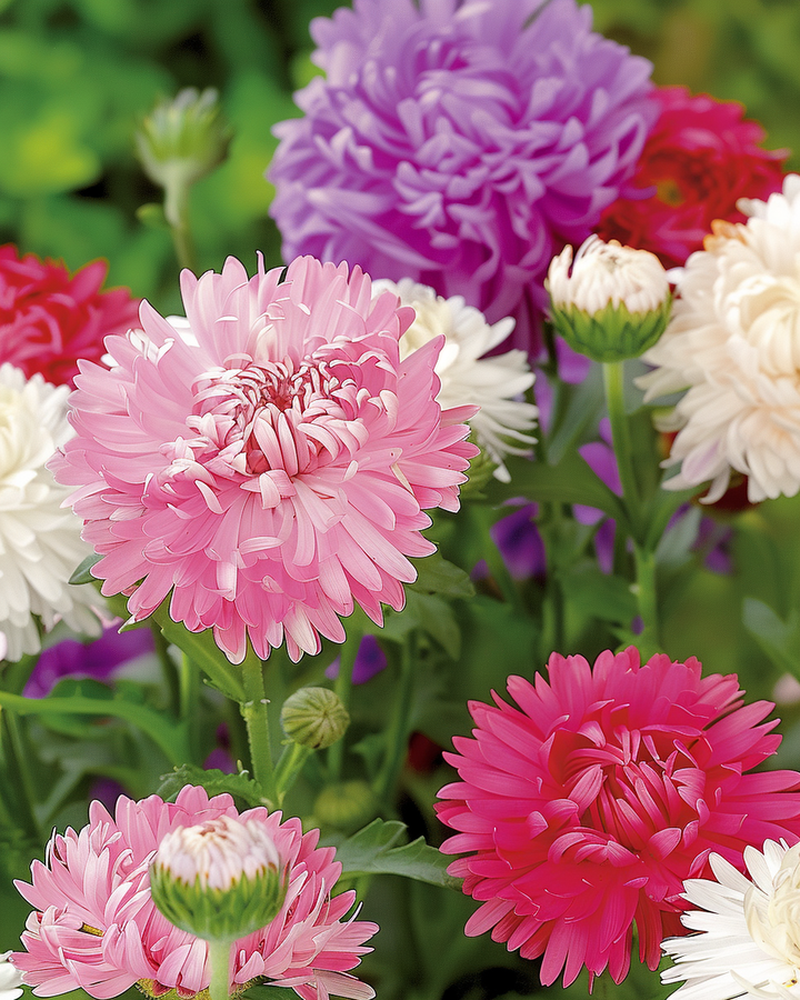 Summer Aster Seeds Callistephus Chinensis Ostrich Feather Pastel Mix