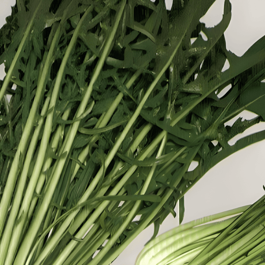 Chicory Seeds Cichorium Intybus L Catalogna Pugliese Variety