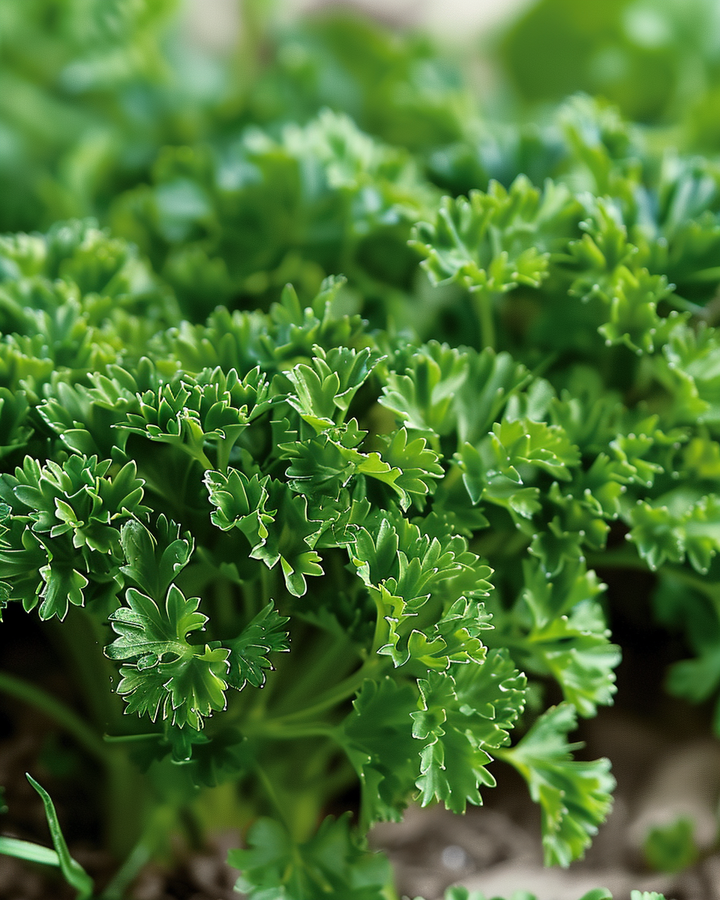 Curly Dark Green Parsley Seeds Petroselinum Crispum Herb
