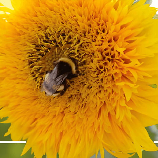 Dwarf Sunflower Seeds Sungold Double Helianthus Annuus Annual Yellow