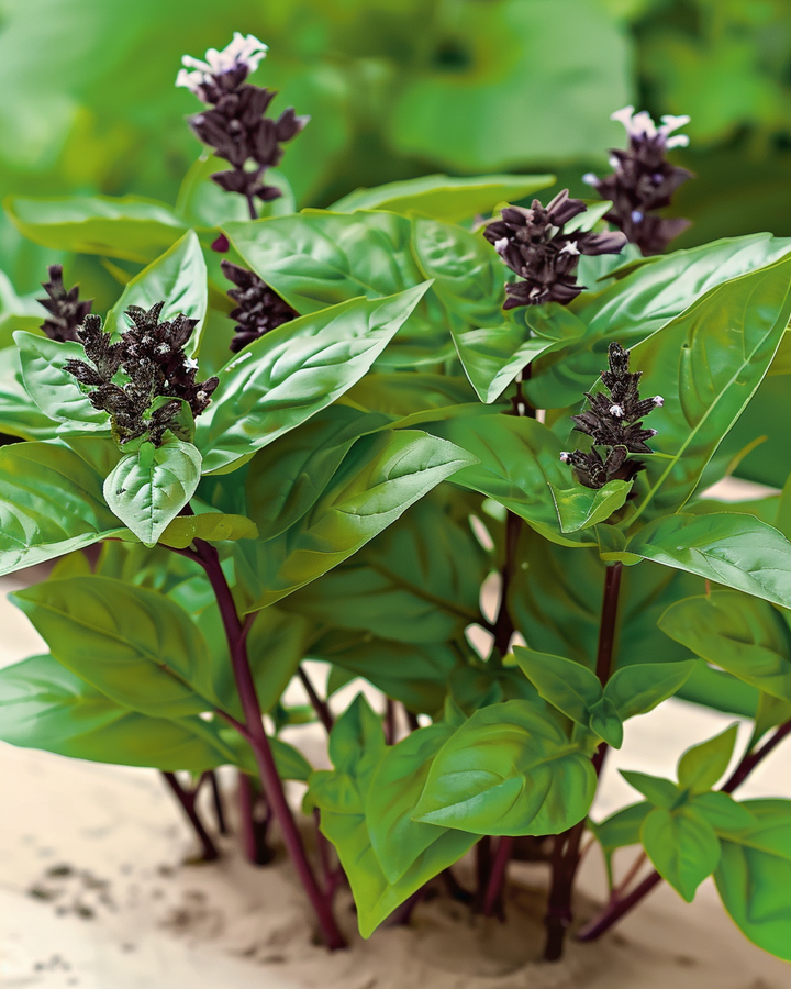 Thai Basil Seeds Ocimum Basilicum Aromatic Herb Variety