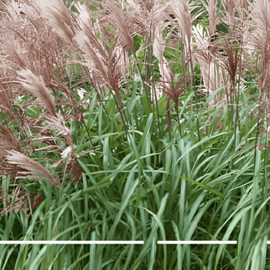Chinese Silver Grass Seeds Miscanthus Sinensis Ornamental Perennial